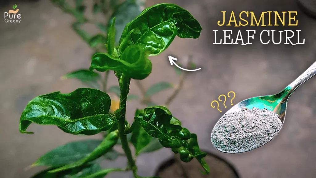 4-CUASES of Leaf Curl in Jasmine Plant! & Their Fixes.
