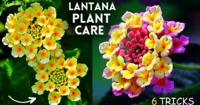 Lantana-Plant-Care