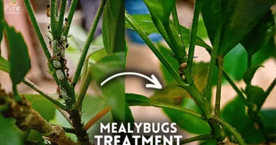 Mealybugs-on-plants
