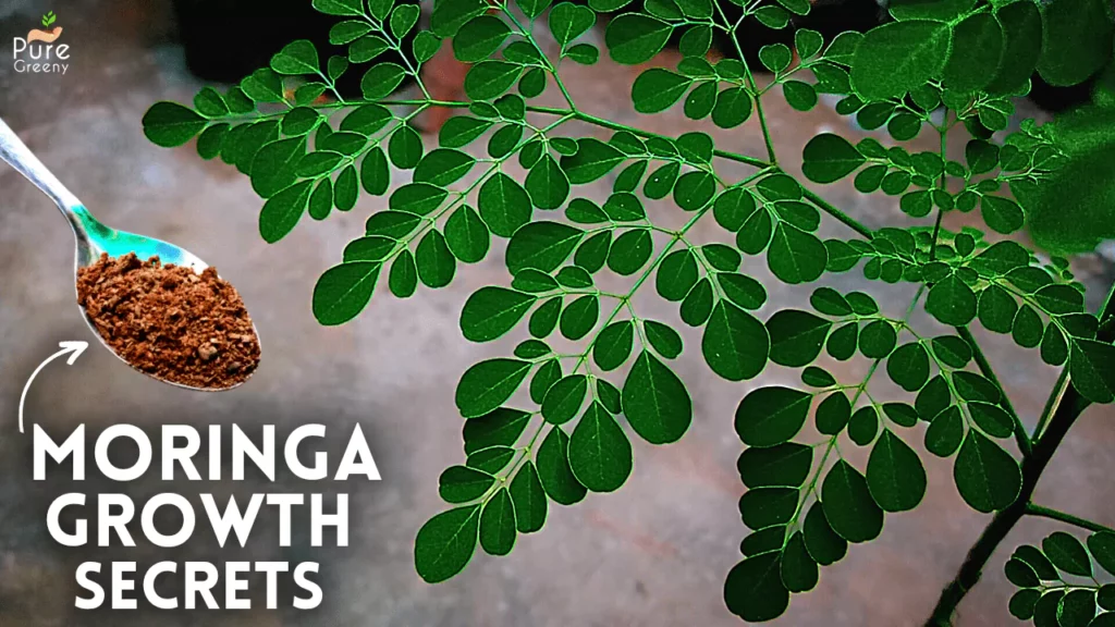 The-plant-moringa
