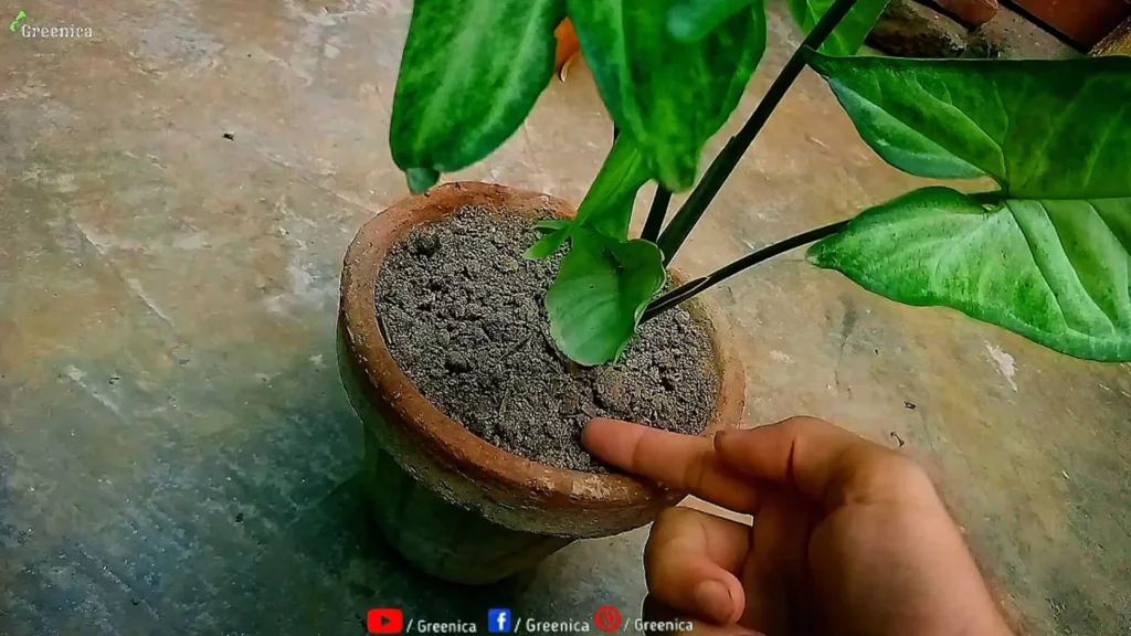 Best Soil Mix For Syngonium Plant