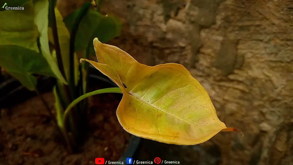 Yellow Syngonium Leaf