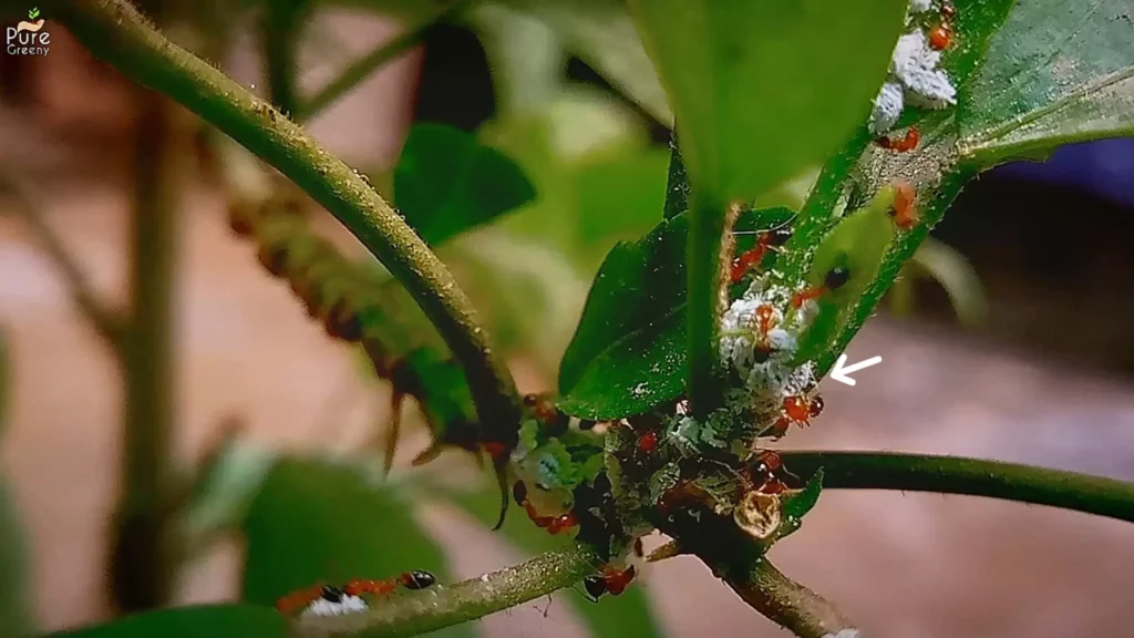 Hibiscus-Branch-covered-With-Mealybugs-Ants