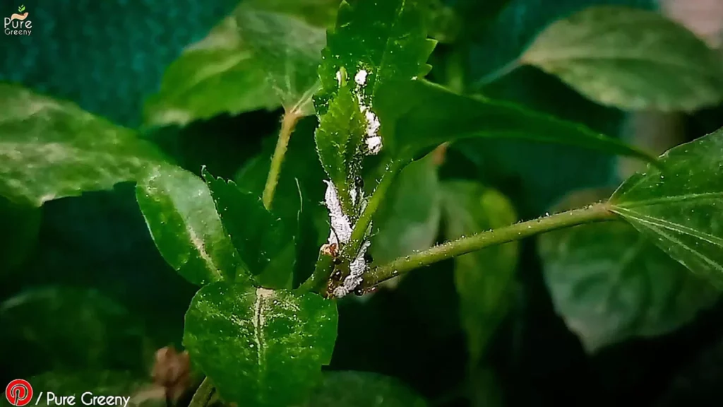 Mealybugs-On-Hibiscus-Branch