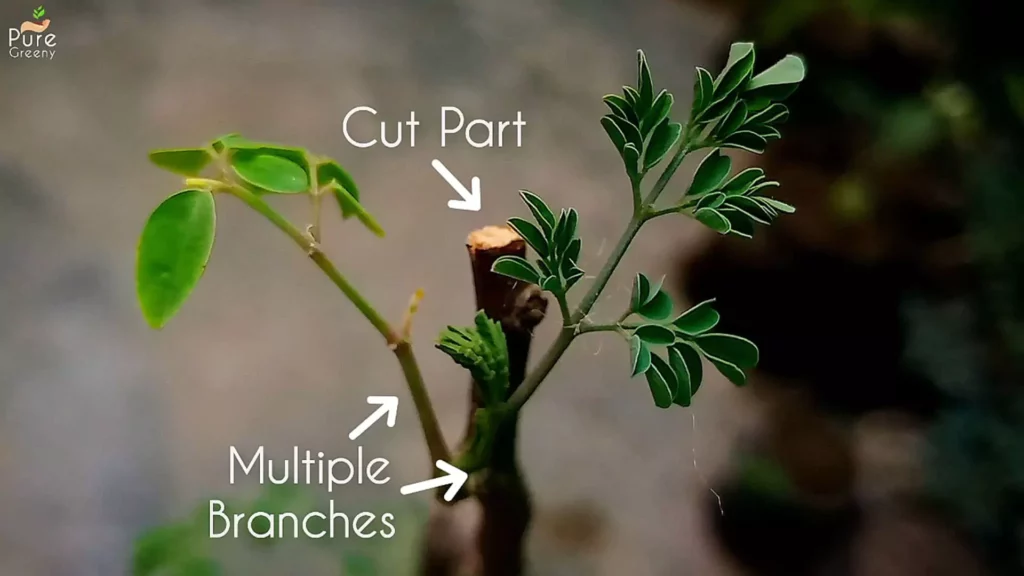 Moringa-plant-benefits
