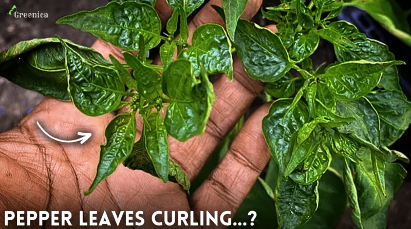 5-Causes of Peppers Leaves Curling Problem & Their Solution.