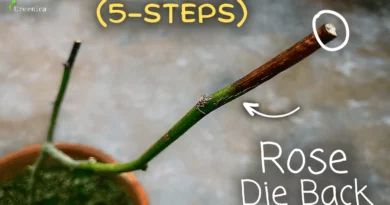How To Treat Rose DieBack Disease? (5-STEPS)