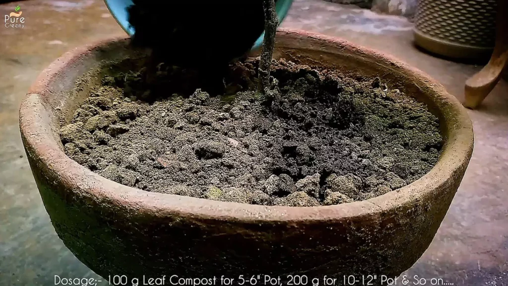 adding leaf Mould Compost on the Soil