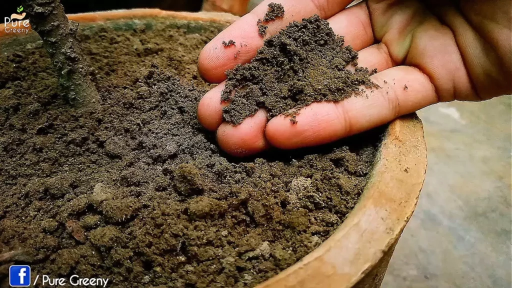 Loose Soil Mix for Vinca