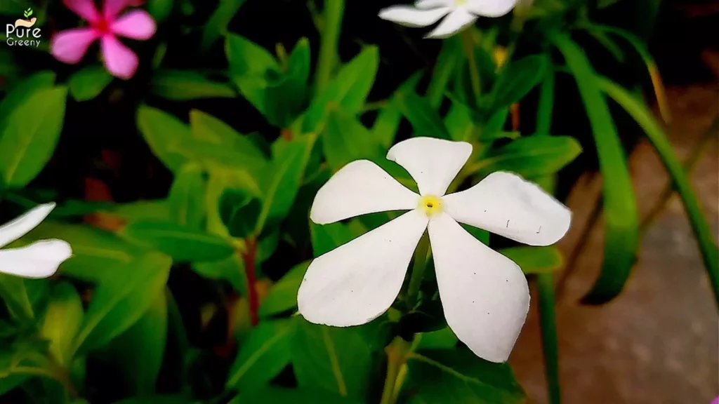 White Vinca Rosea Flower
