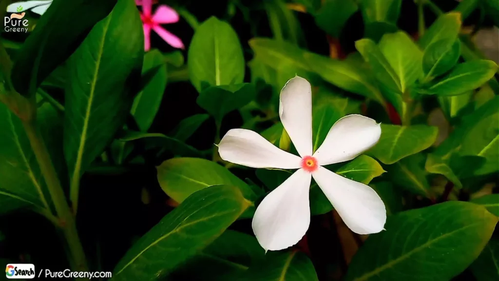 Hybrid white Vinca Flower