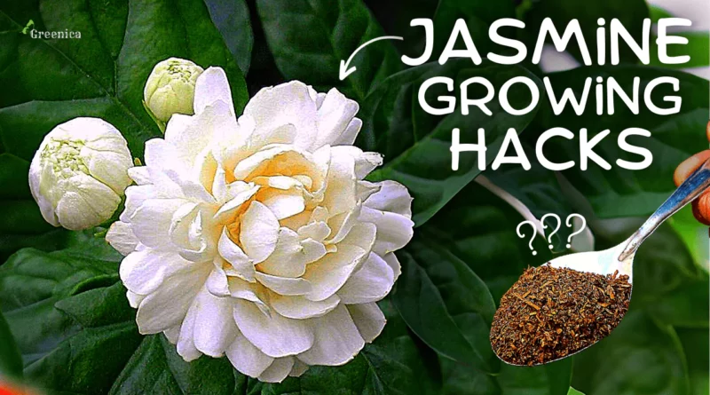 Top 6 JASMINE Plant Growing Tips.... (Follow 1-By-1)