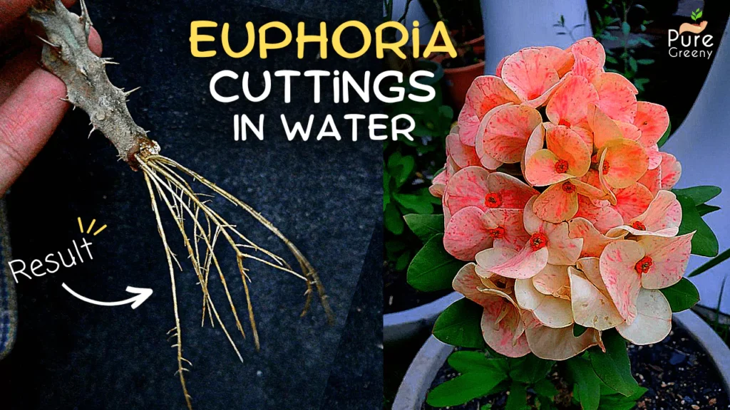 How to Grow Euphorbia Milii Cuttings In Water? (4-Steps = 100% Success)