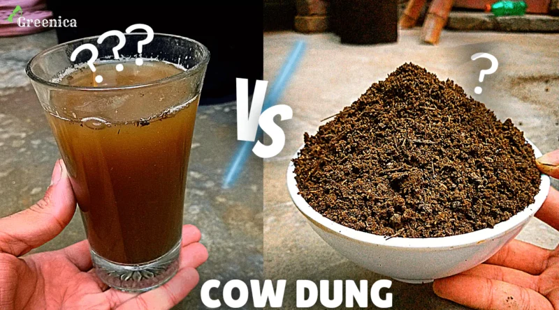 How To Use Cow Dung Compost Its Liquid Tea For Plants The CORRECT 