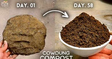 How To Make Cow Dung Compost At Home? (STEP-BY-STEP GUIDE)