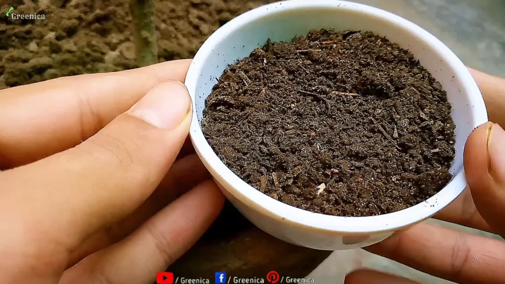 Cow Dung compost