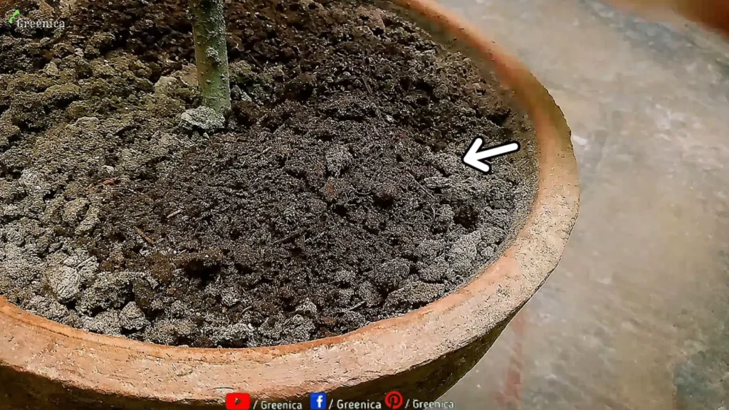 Applying Cow dung Compost On Soil