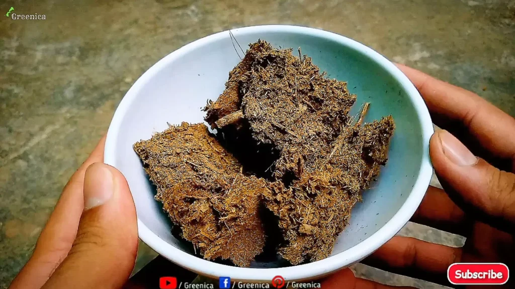 Cow dung Cakes