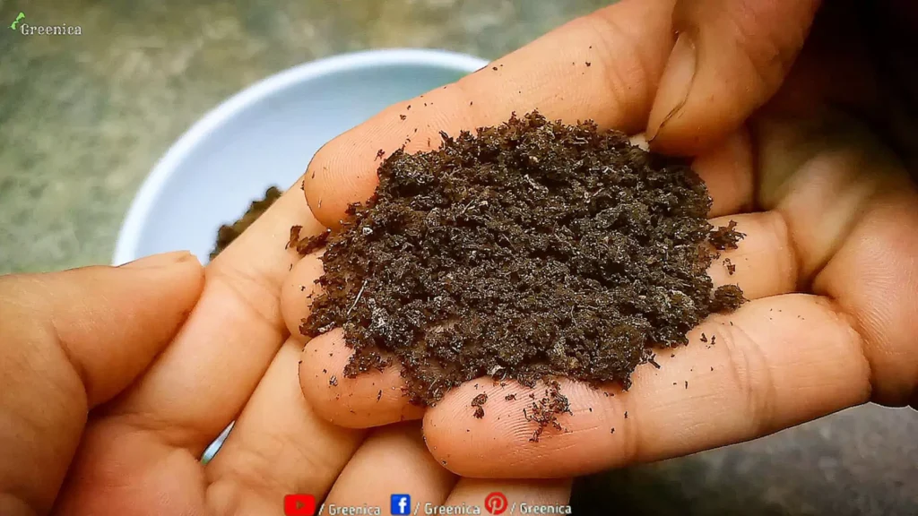 Homemade Cow dung Compost