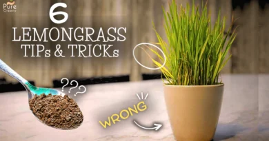 How to Grow Lemongrass at Home? (Beginner's Guide)