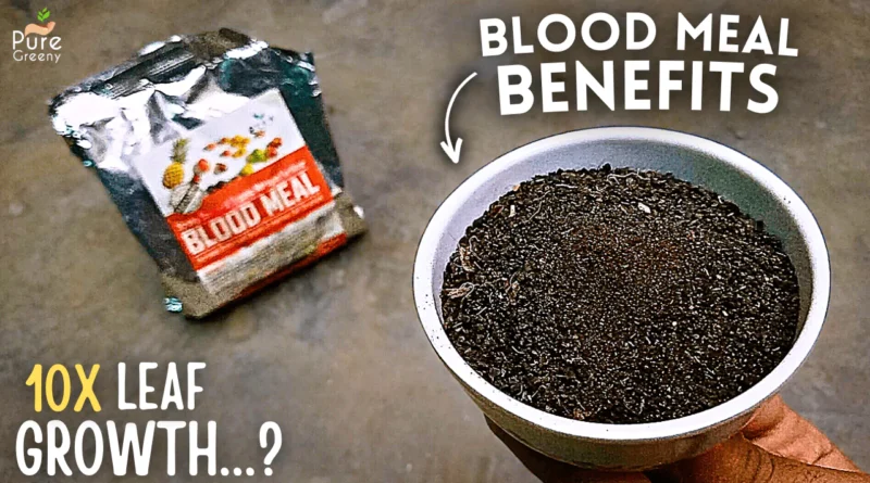 How to Use Blood Meal Fertilizer For Plants? (PRO & CONS Included)