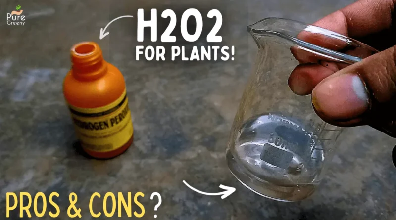 9 Magics Of Hydrogen PerOxide For Plants! (Use This Way)