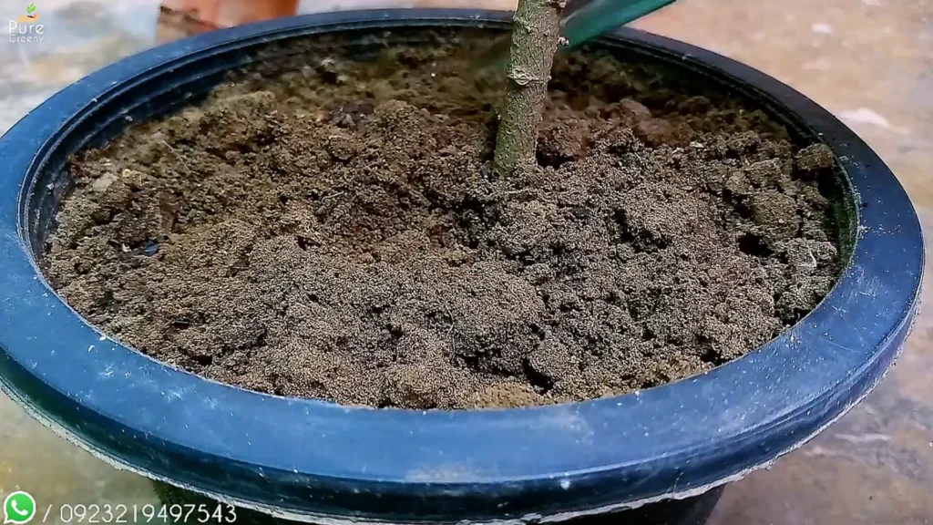 Applying Blood Meal