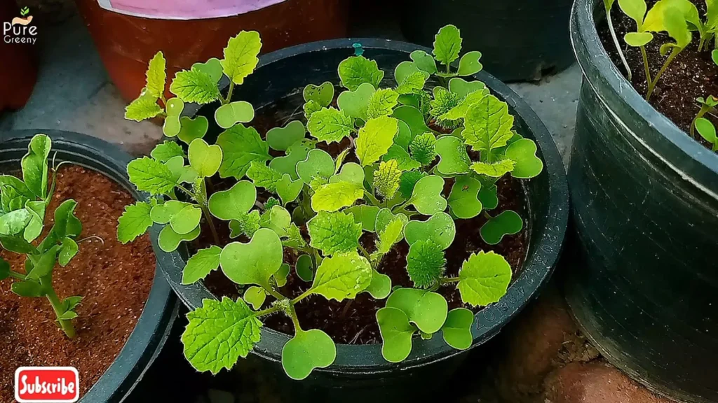 Turnip Seedlings