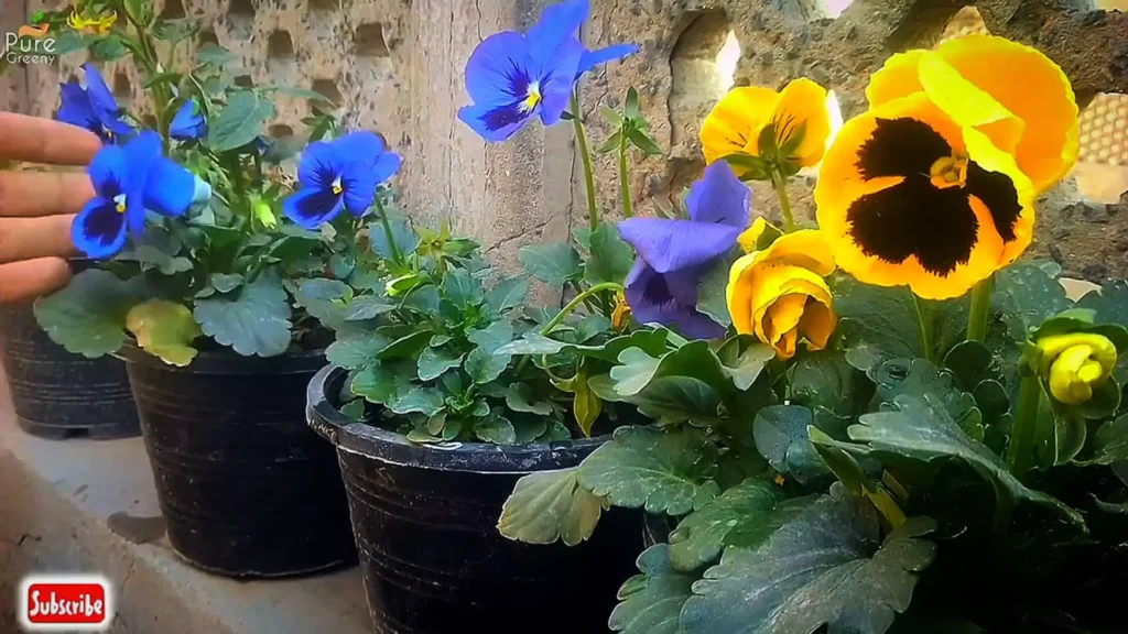 Pansy Flowers In Pots 
