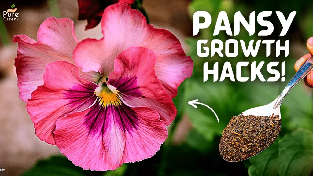 How To Grow Pansy Flowers At Home? (PANSY Plant Care)