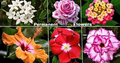 Top 8 Permanent Flowering Plants To Grow In Pots! (EASY ONE'S)