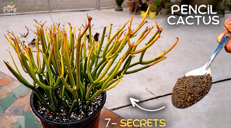 The Ultimate Guide on Pencil Cactus Care! (7-SECRETS*)