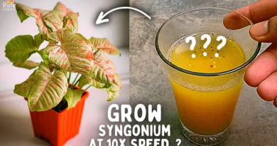 Top 5 Syngonium Plant Care Tips! (Maximum Growth)