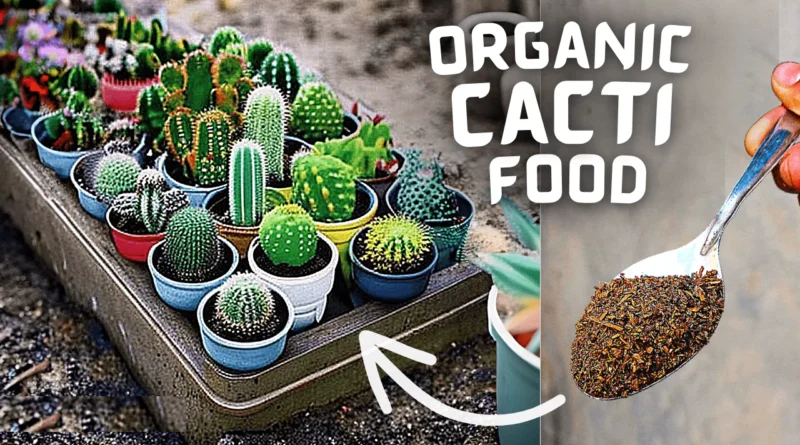 How To Make an Organic Fertilizer For Cacti & Succulents At Home? (SIMPLE INGREDIENTS)
