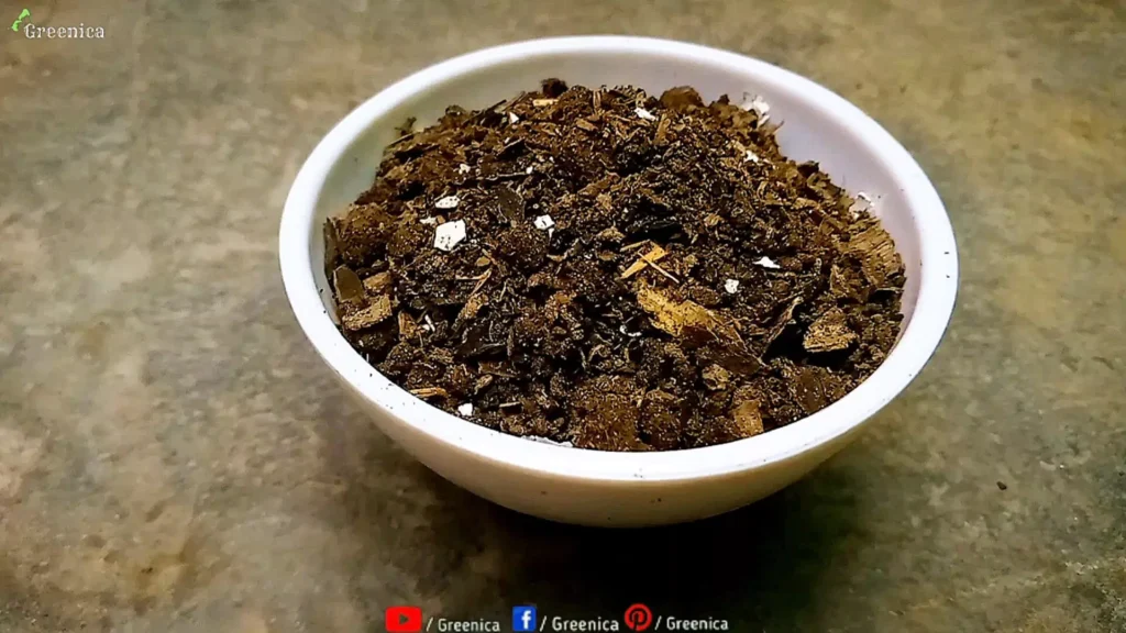 Homemade Fertilizer For Cacti & Succulents