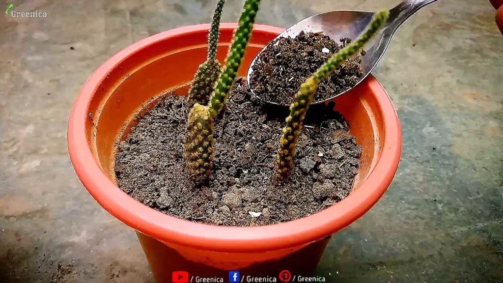 Fertilizing Cactus Plants