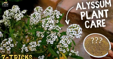 A Comprehensive Guide On Sweet Alyssum Plant Care! (7-Tricks)