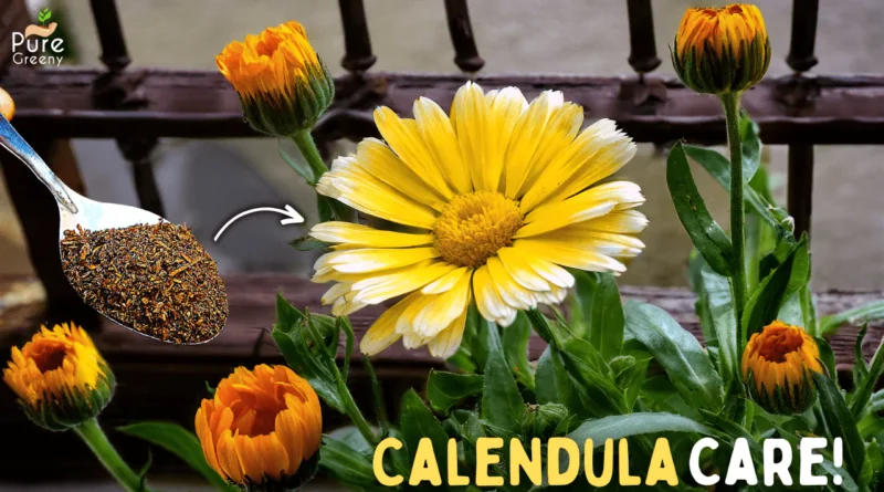 Calendula Plant Care Tips! (7-GROWTH HACKS)