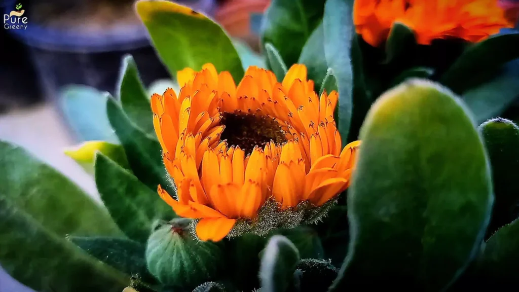 Calendula Flower Bud