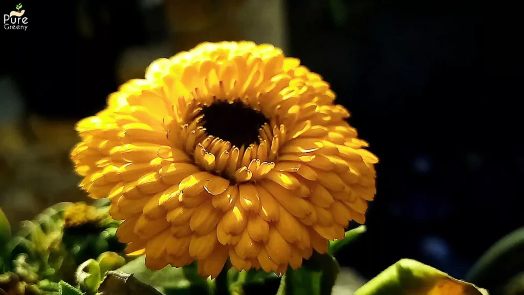 Calendula Plant