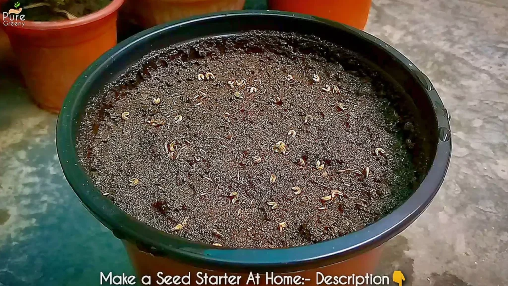 Cineraria Seeds Growing