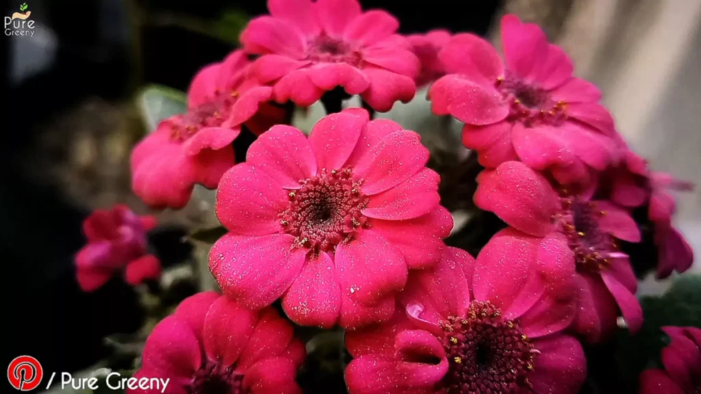 Pink Cineraria Flowers