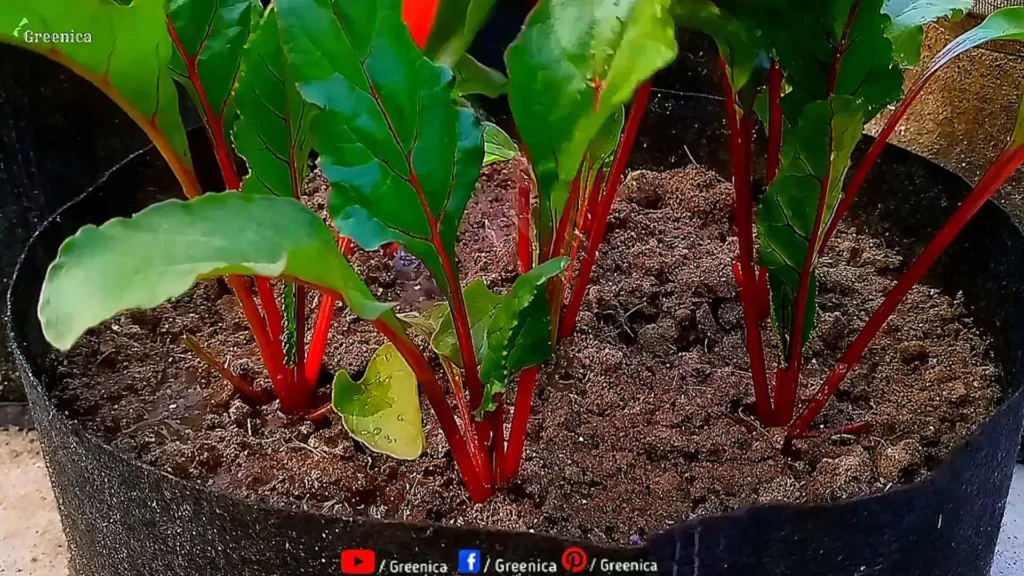 fertilizing Beetroot Plants