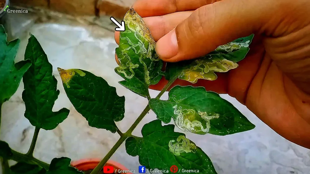 Leaf Minors Attack On Tomato Plants