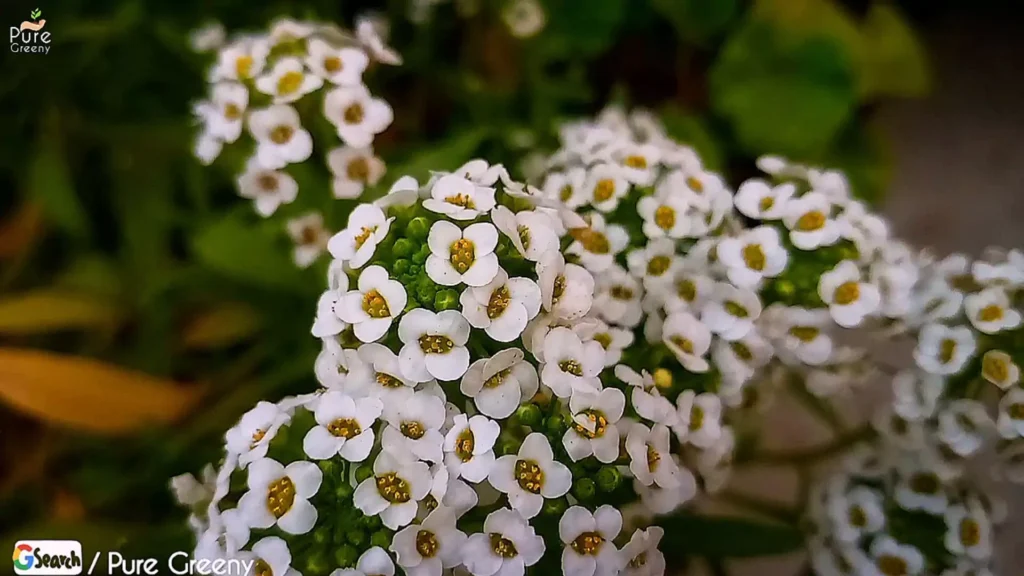 Bunches of alyssum flowers