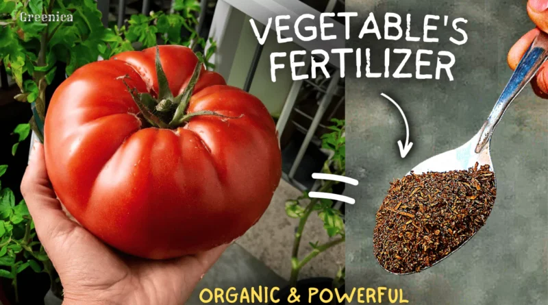 Making The Best Organic FERTILIZER For Vegetable Plants At Home! (WITH EASY INGREDIENTS)