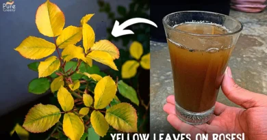 Rose Leaves turning Yellow? - 7 Causes & their Solutions!