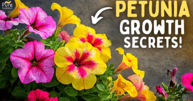 The Ultimate Guide On Petunia Flower Plant Care! (8-Growth Hacks)