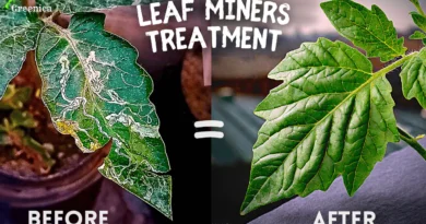 5 STEPS To Control Leaf Miners - Organic & Homemade Leaf Miner Treatment (RESULTS ADDED)