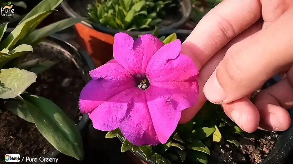 petunia flower in sun